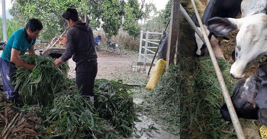 El bambú gigante puede enfrentar la escasez de forraje