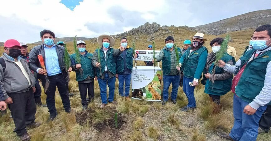 instalación de plantones de pino Cajamarca Serfor