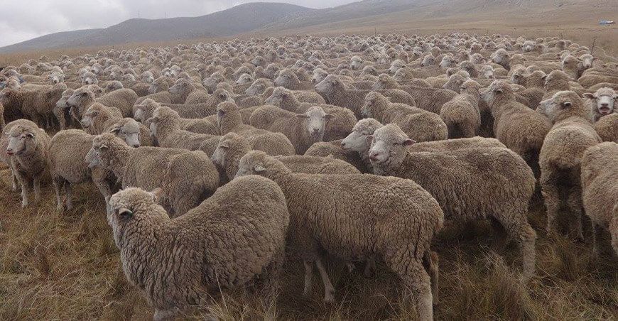 ovejas del Perú
