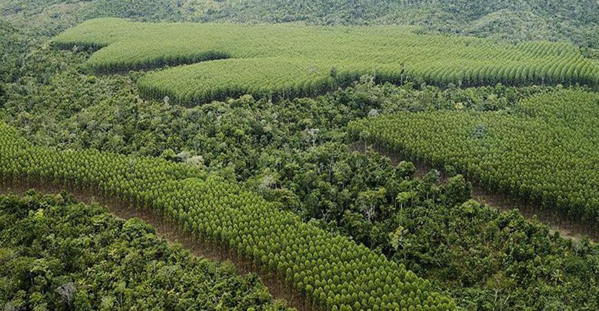 plantaciones forestales Serfor Perú