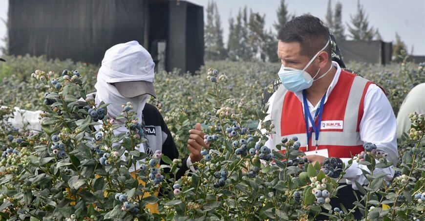 Sunafil trabajadores agrarios empresas agroexportadoras