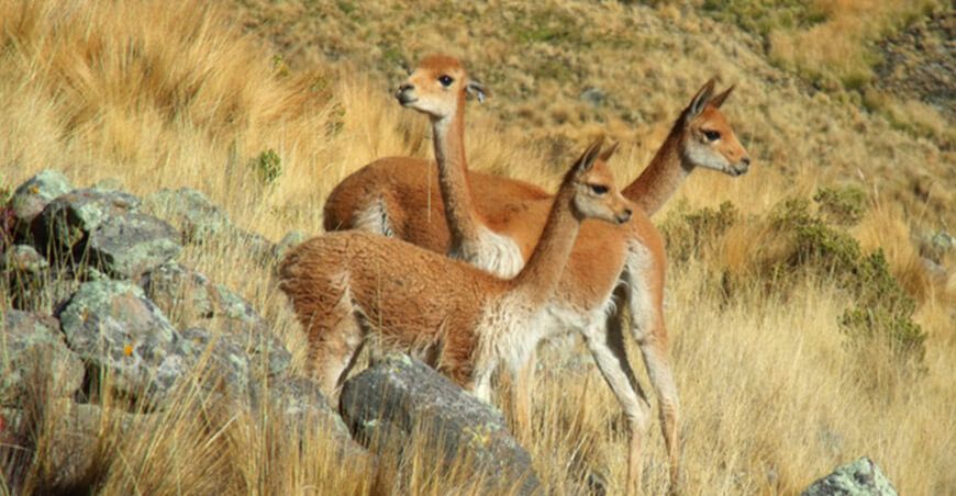 Enfrentarán caza furtiva de vicuñas en frontera Perú-Bolivia