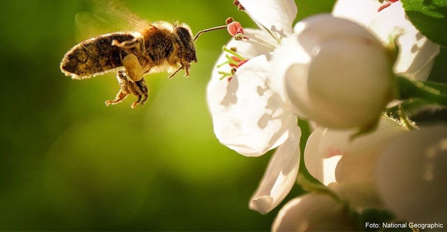 abejas polinización en la agricultura