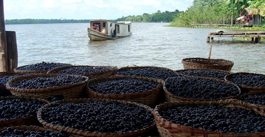 Acaí Brasil