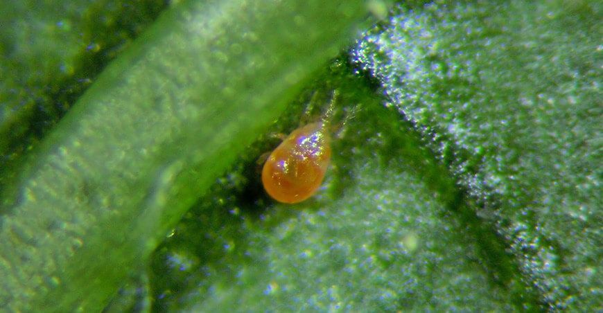 ácaro predador Neoseiulus californicus
