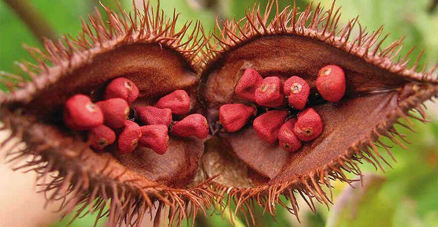 achiote Perú
