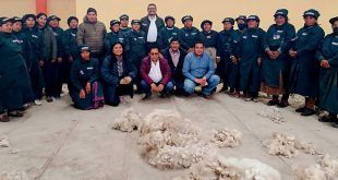 acopio de fibra de alpaca Perú