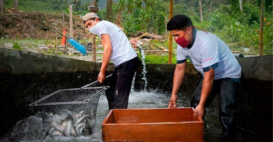 actividad acuícola crianza de truchas en Junín