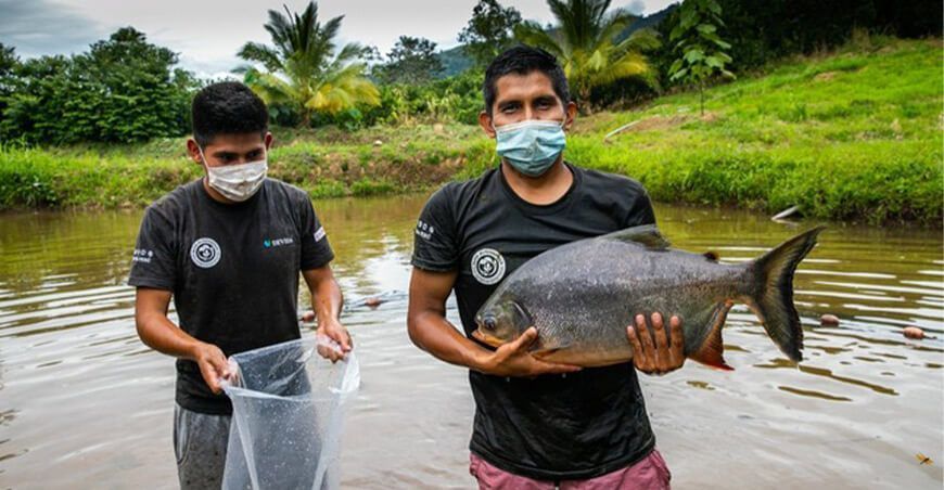 peces paco