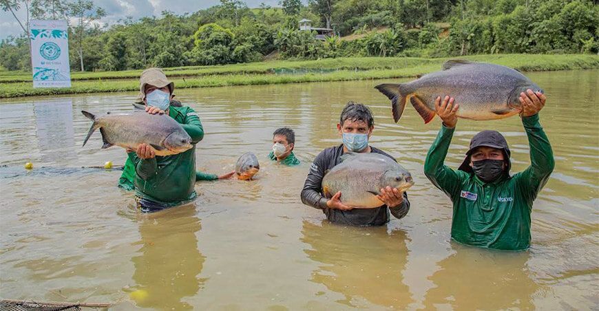 Peces amazónicos Acuicultura Perú