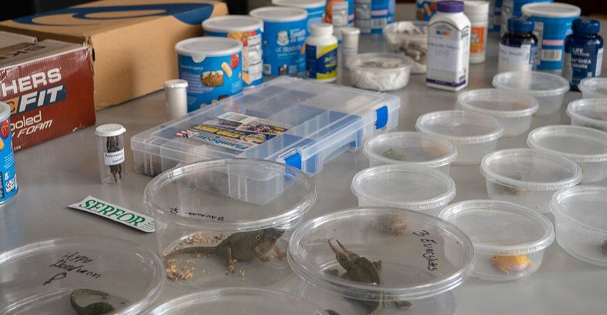 Aeropuerto Jorge Chávez: Incautan 160 animales silvestres exóticos a ciudadano procedente de Miami