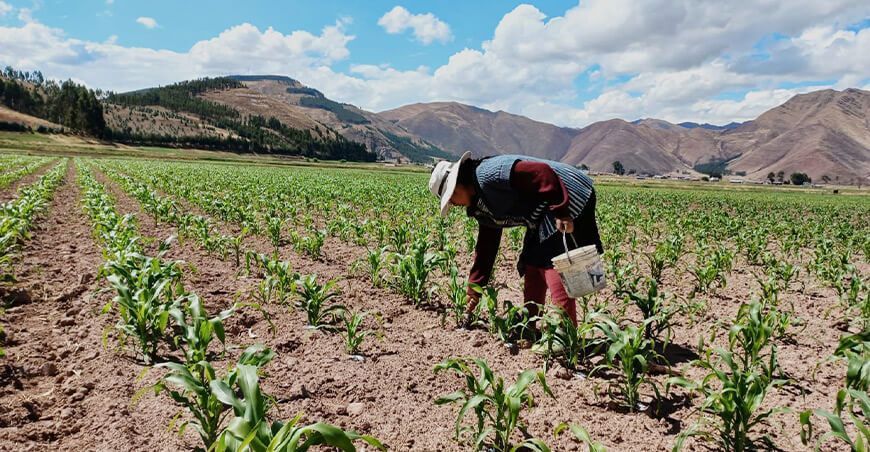 agricultora o productora de maíz sierra Perú