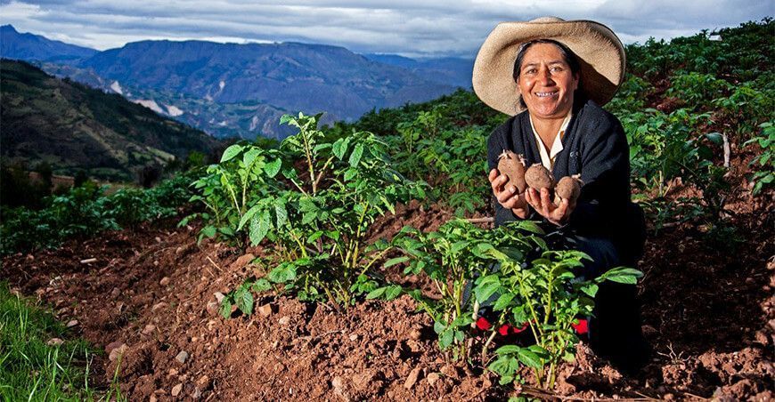 productora de cultivo de papa Perú