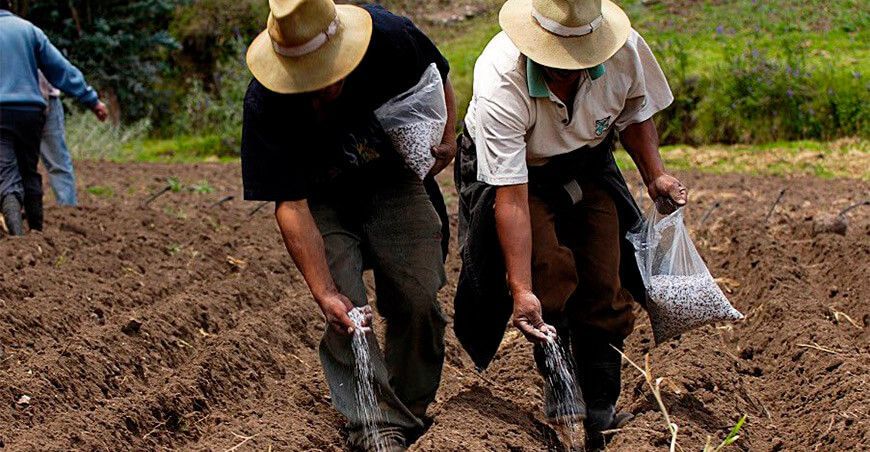 agricultores campaña agrícola fertilizantes Perú