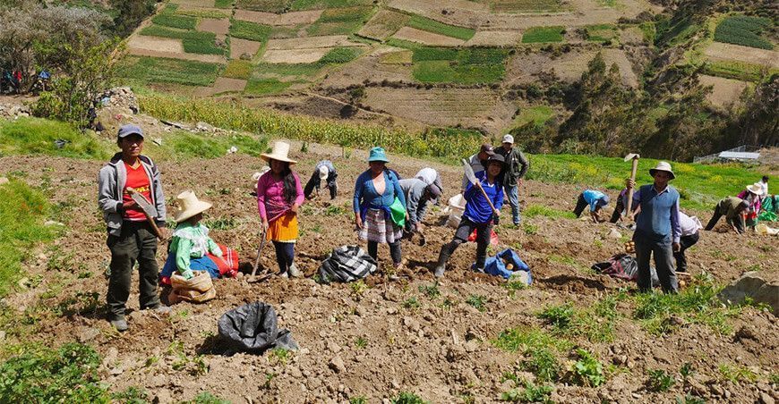 agricultores de papa cosechando Áncash