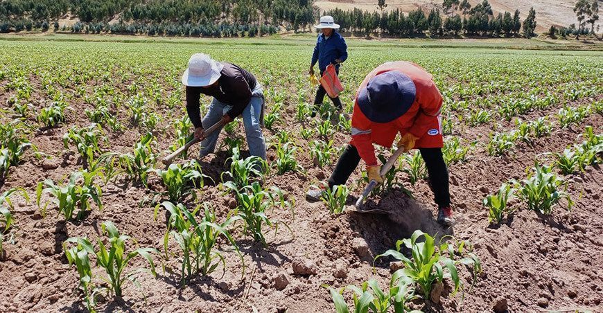 Agricultores del cultivo de maíz Perú