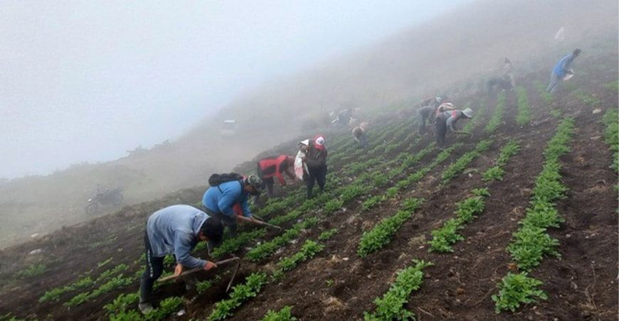 agricultores aprenden nuevas técnicas para mejorar el cultivo de papa