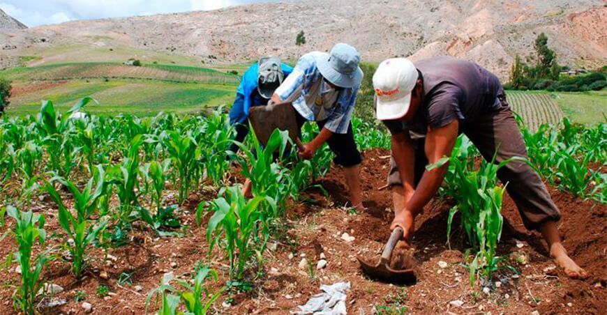 agricultores maíz, campaña agrícola Perú