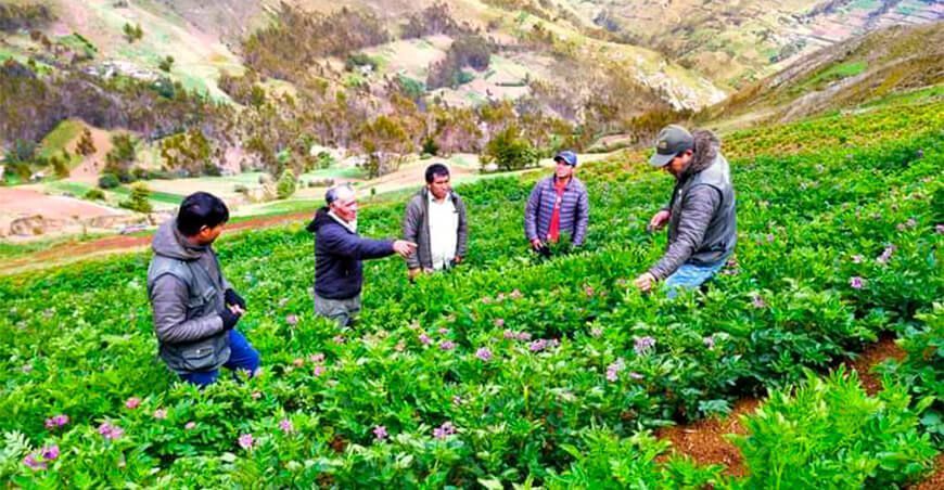agricultores de papa Áncash