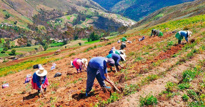 agricultores de papa cosecha