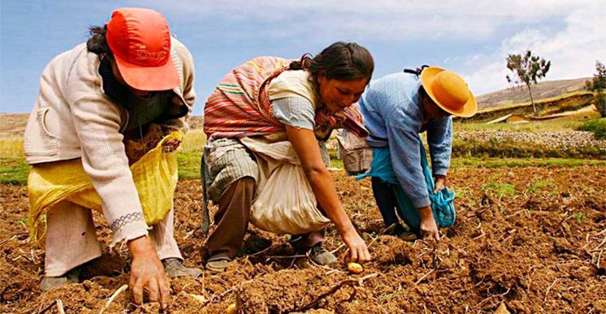productores de papa Perú