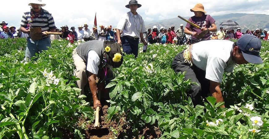 agricultores de papa Perú