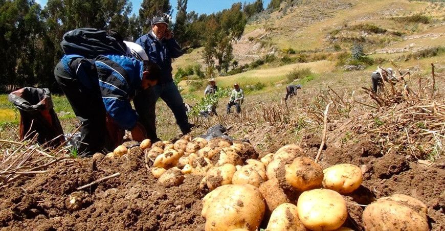 Agricultores de papa Perú
