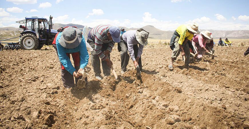 Agricultores campaña agrícola Perú