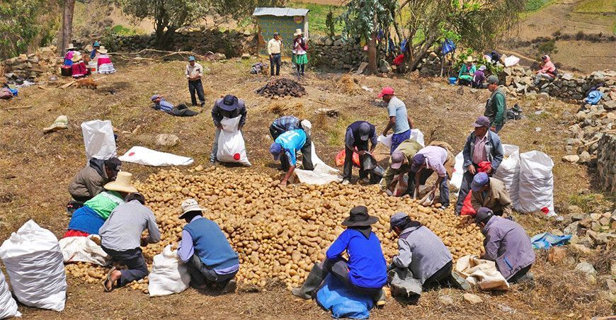 cosecha de papa Áncash, agricultores