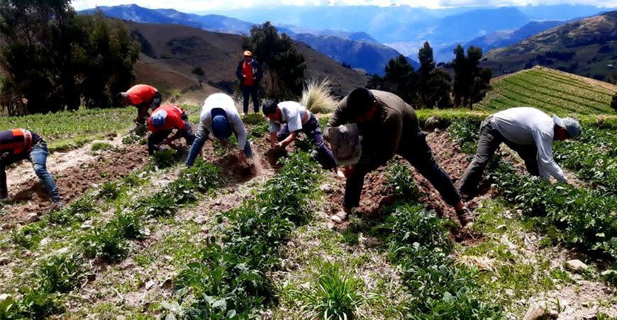 agricultores productores cosecha de papa Perú