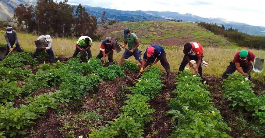 agricultores productores de papa Perú