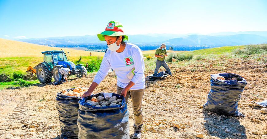 agricultores de papa Perú