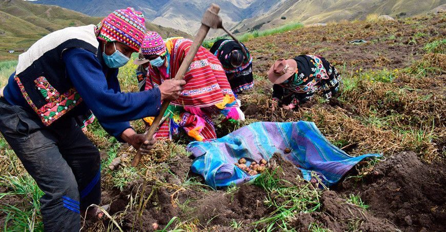 Agricultores de papa en campaña agrícola