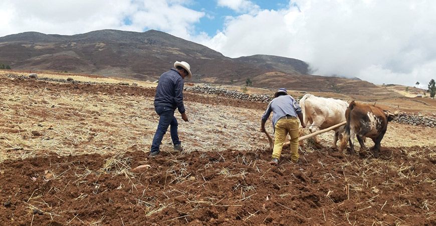 Agricultores arando Perú