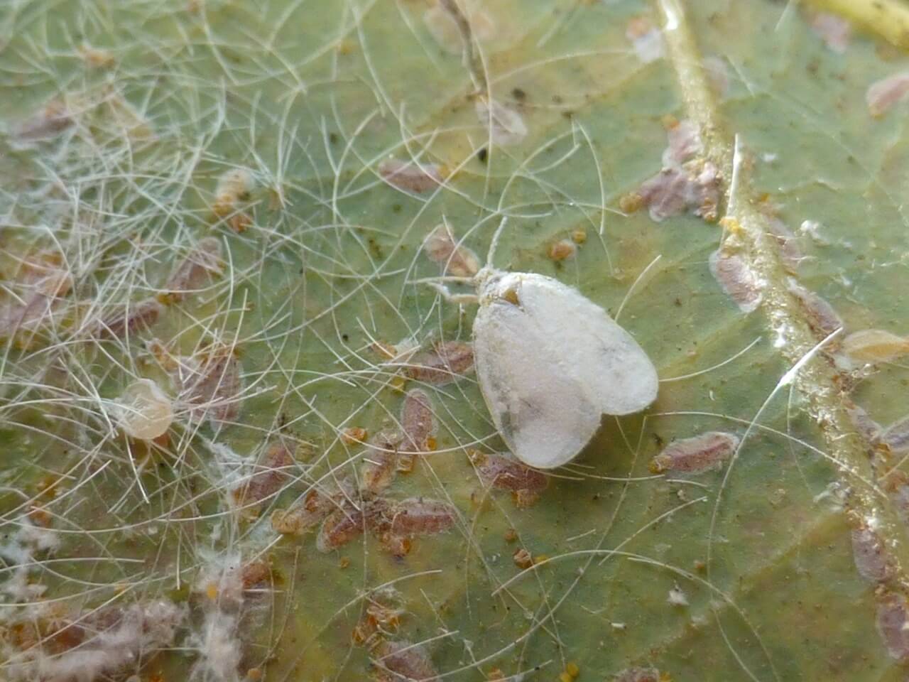 Las plagas de las que debe protegerse el agro