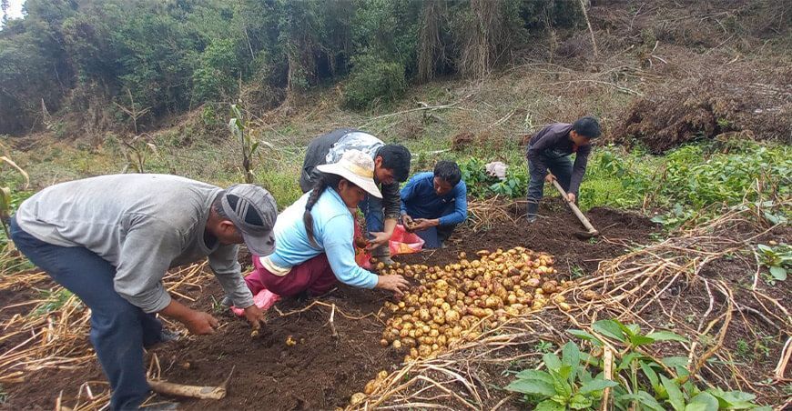 productores cosechando papa agricultura familiar Perú