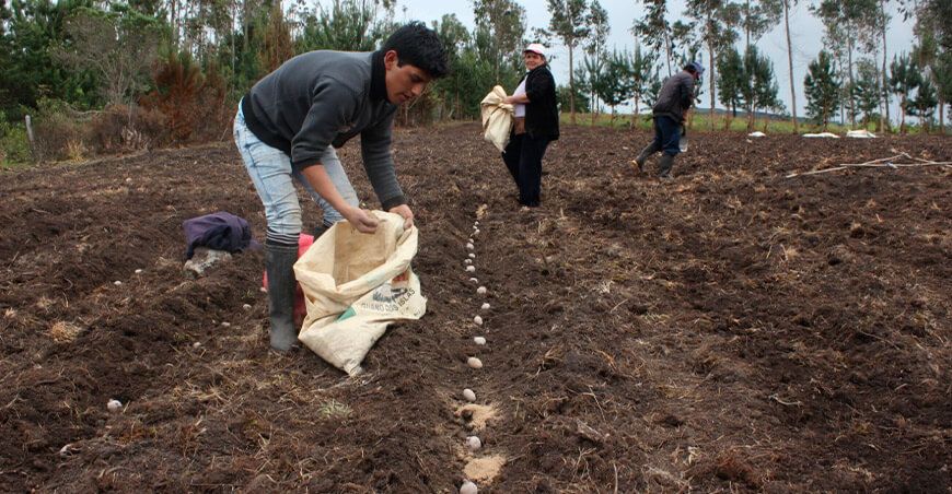 Aprueban proyecto de ley que prioriza la comercialización directa del guano de isla