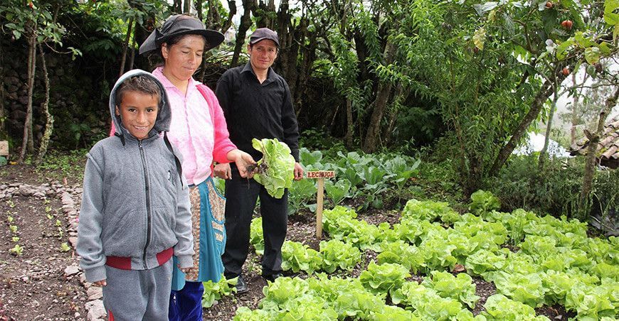 Agricultura familiar productores de hortalizas Perú
