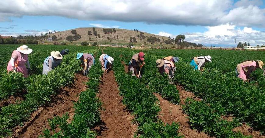 Agricultura Familiar productores de papa Perú
