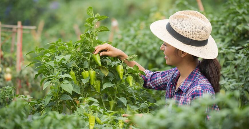 agricultura rural América Latina
