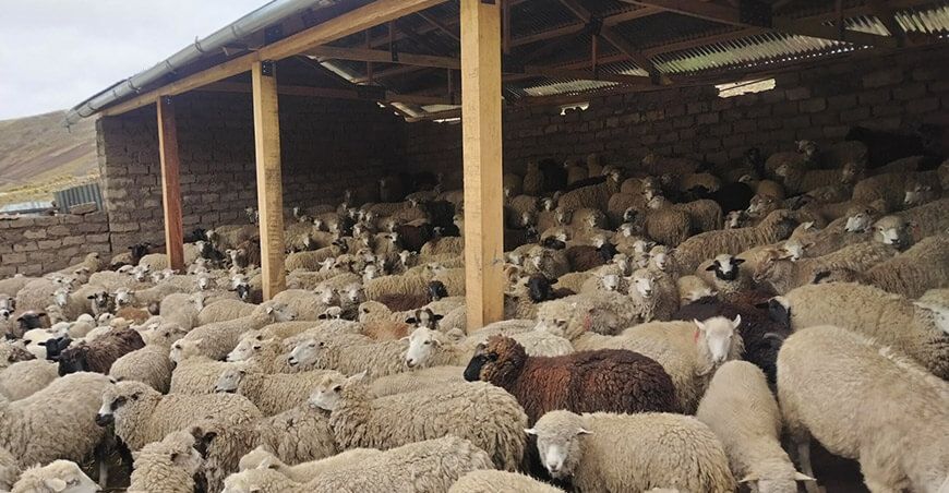 cabezas de ganado vulnerable resguardadas en cobertizos Agro Rural Perú