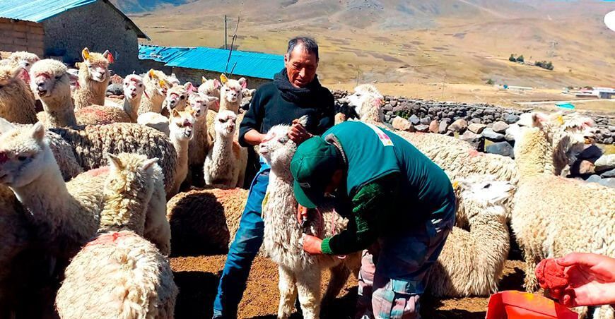 dosificación alpacas Puno Agro Rural Perú