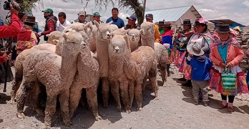 entregan alpacas de alta calidad genética Ayacucho y Apurímac