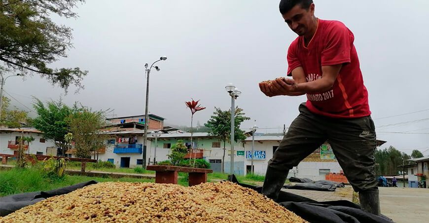 productor de café Agro Rural