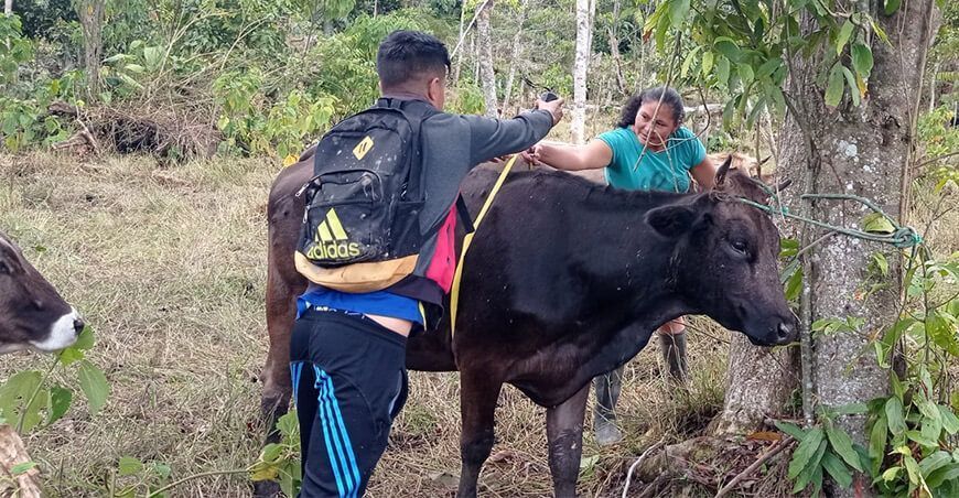 Amazonas: 21 familias ganaderas pueden convertirse en pequeños empresarios exitosos