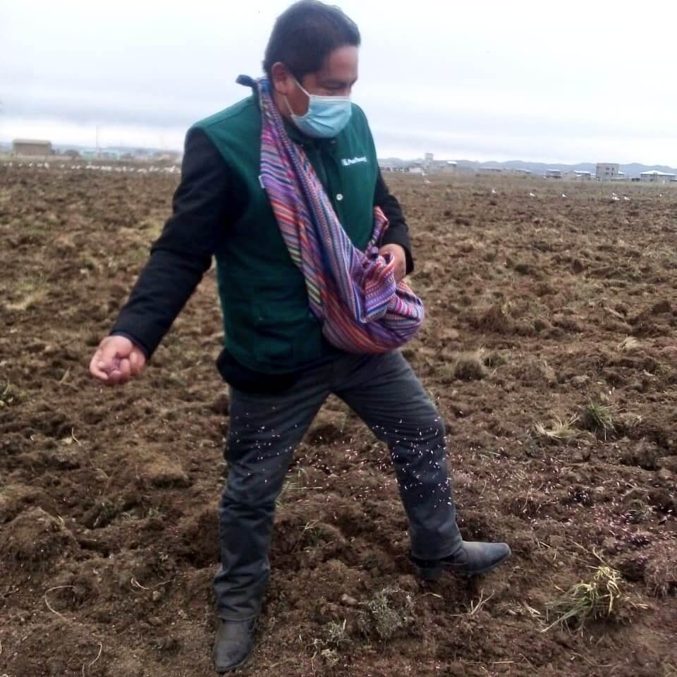 Entregan más de 15 mil toneladas de semillas de pastos cultivados en Pasco