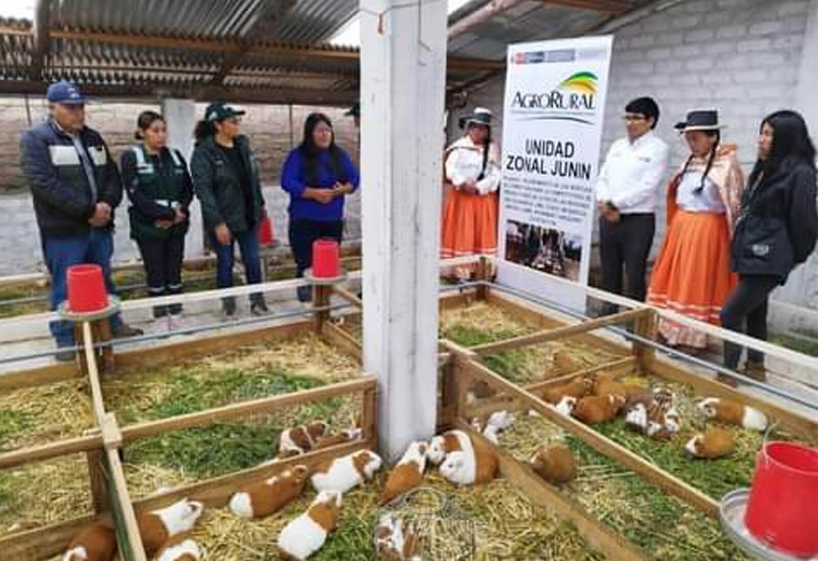 Agro Rural apoya a productores de cuyes Junín