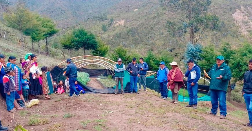 instalarán plantones de pino en Cañaris Lambayeque