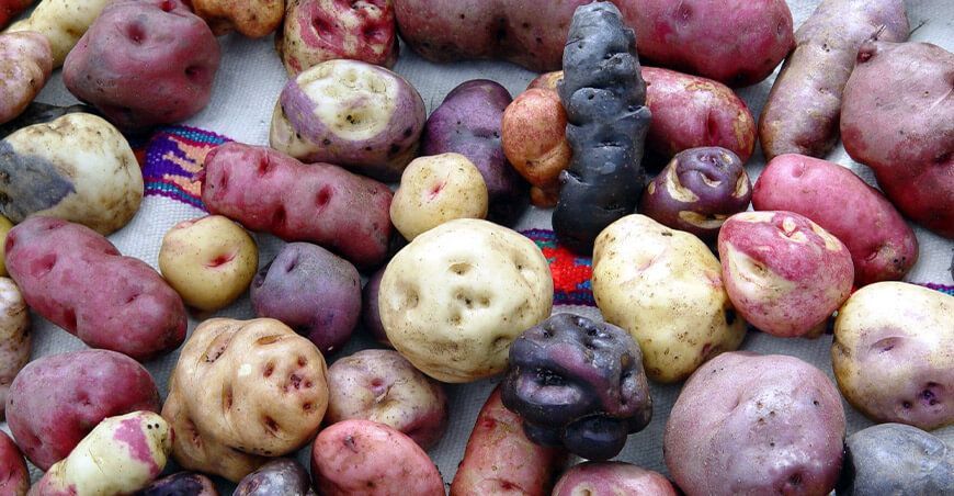 papas nativas agrobiodiversidad Perú