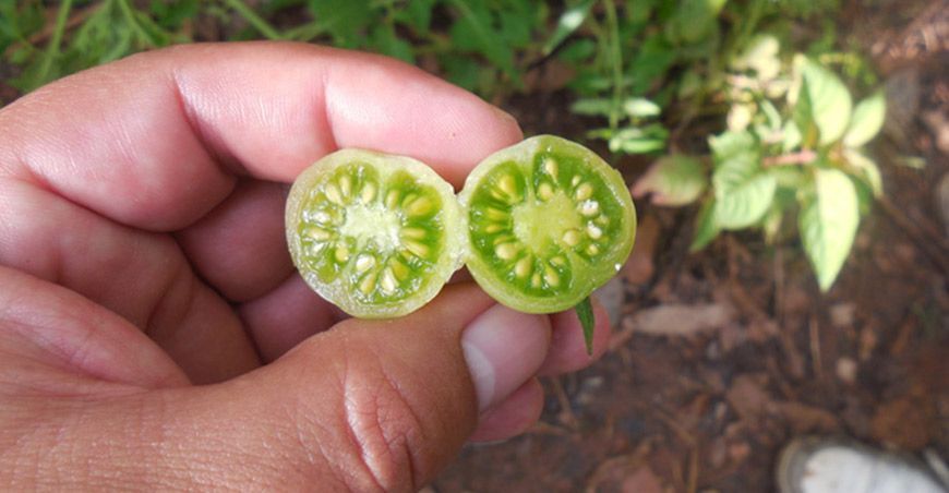 Minam impulsa consenso internacional sobre conservación de la agrobiodiversidad 